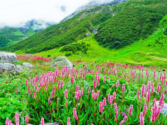 Valley of Flowers Trek (5N/6D) · photo 2