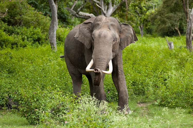 Mysore to Bandipur • into the forest landscape