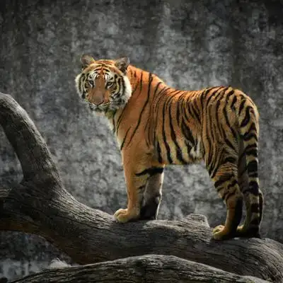 From Jungle Roars to Coastal Shores: Gujarat Escapade, destination photo 1