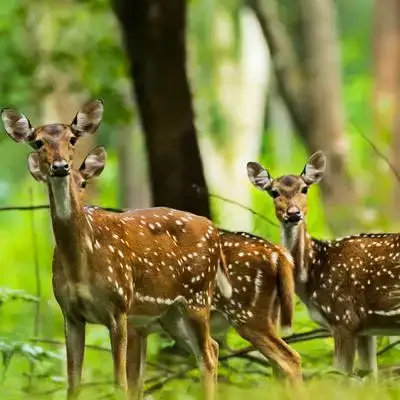 Weekend at Wayanad, destination photo 1
