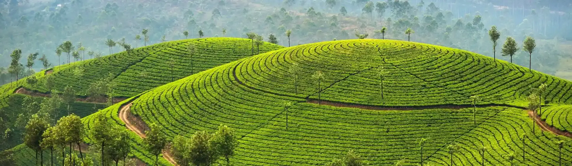 Sri Lanka & Dubai Intro