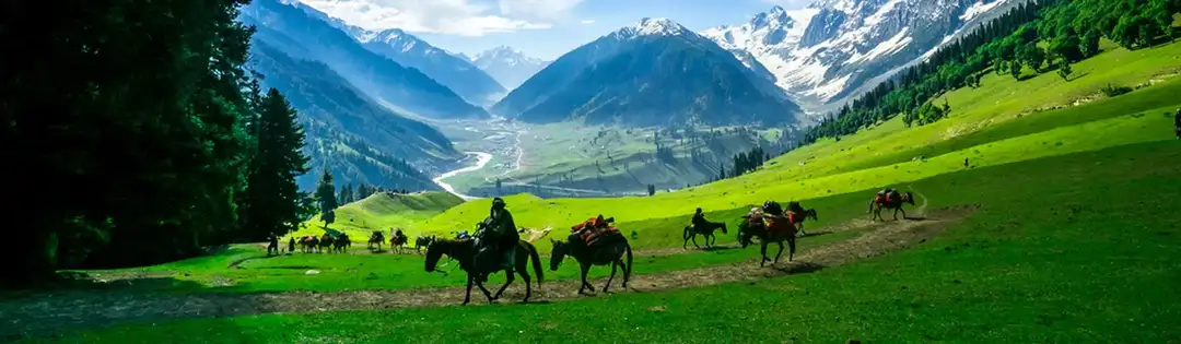 Classic Kashmir